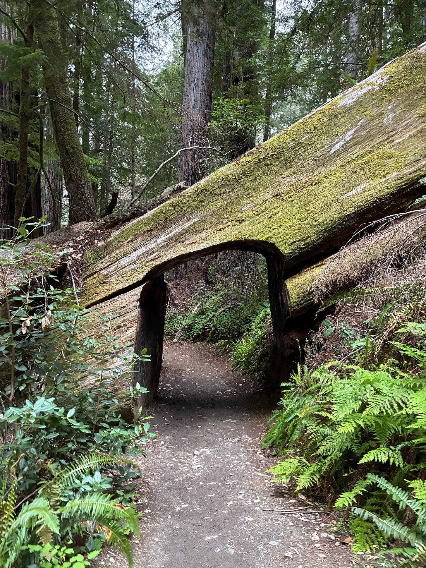 Redwoods trip Redwoods trip